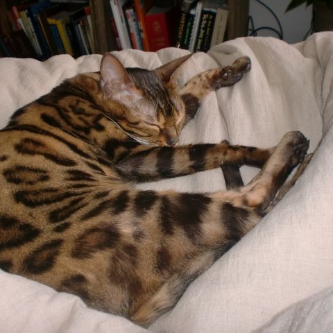 NY PRIS! Bengal katt Jente 2 år 100% bengal
