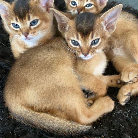 Abyssiner kattunger