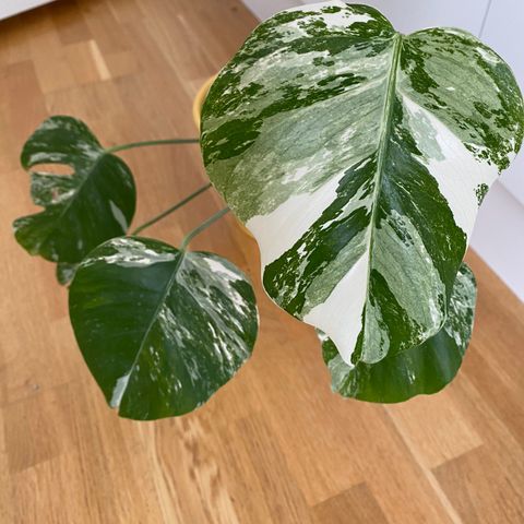 Monstera variegata hel plante