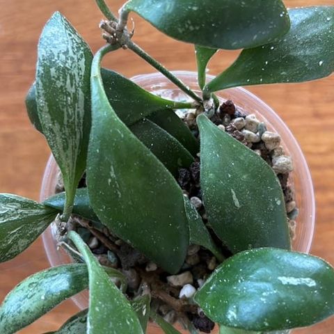 Hoya Brevialata splash