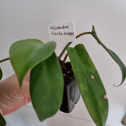 Philodendron bronze