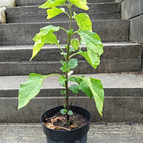 Hagen planter "PHYSALIS" kinesisk lampe