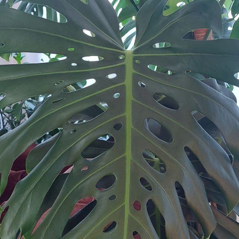 Monstera Deliciosa