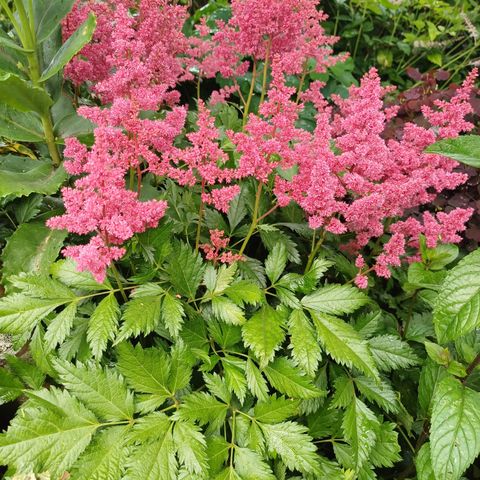 Astilbe