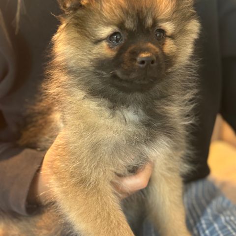 Flott 12 ukers blandingsvalp( pomeranian og tibetansk spaniel)