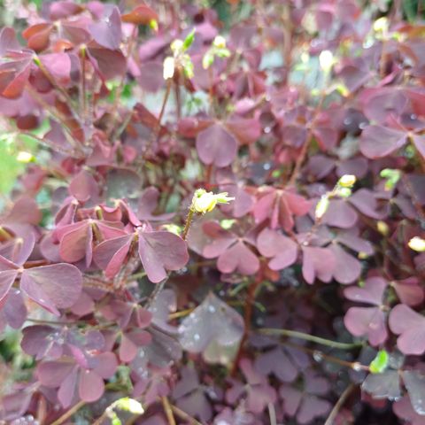 Oxalis Triangularis