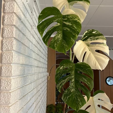 Monstera variegata stikling