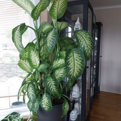 Dieffenbachia plante