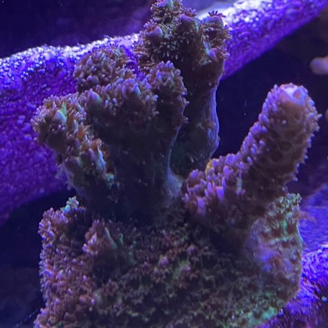 Acropora red planet
