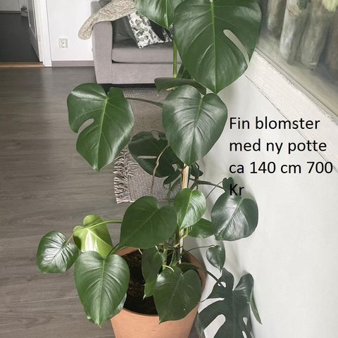Blomster 2 STK