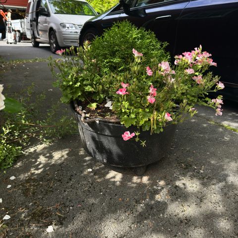 Jerngryte med thuja og blomster