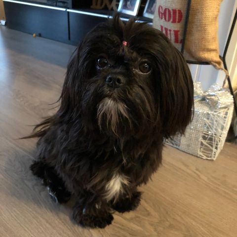 5 Shih tzu valper ventet første uke i september