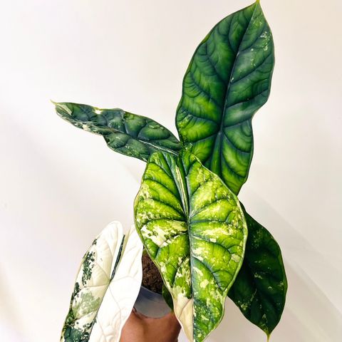 Alocasia Dragon Scale Albo Variegata