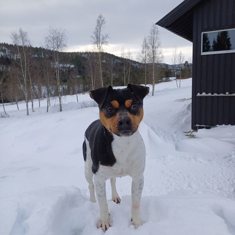 Hanhund søker fórvert