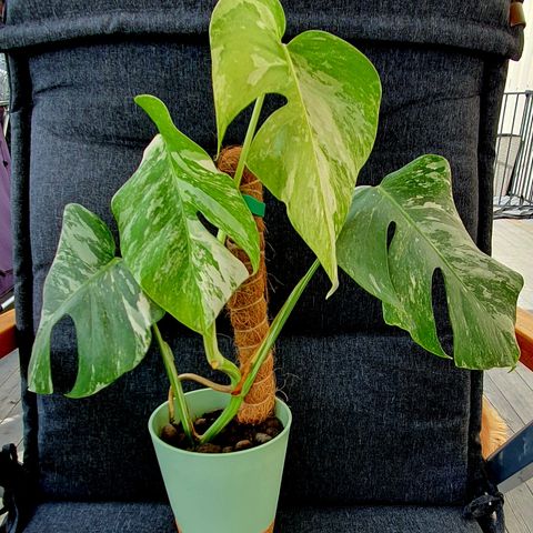 Monstera Albo Variegata hel plante🌱 Marbled variegation