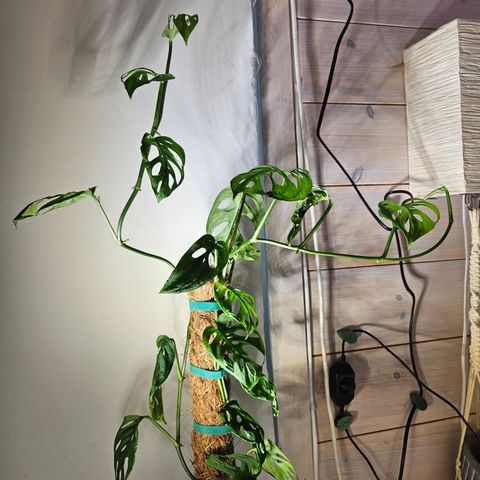 Monstera adansonii