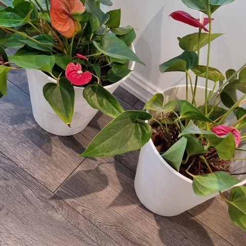 Flamingo planter - 2stk planter med potte selges billig