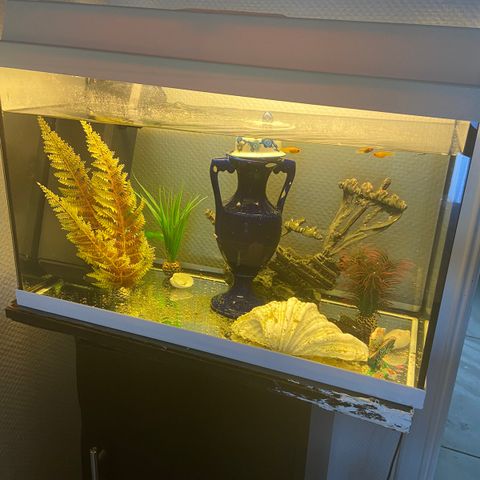 Fiske akvarium