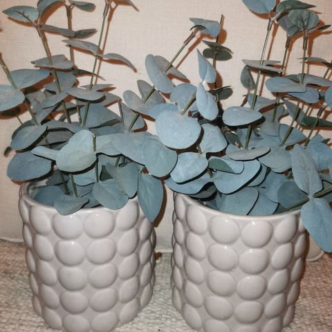 2 blomsterpotte m/ 2 stykk planter