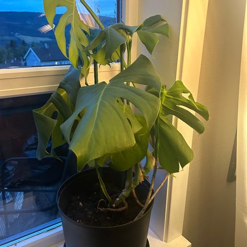 Monstera med potte