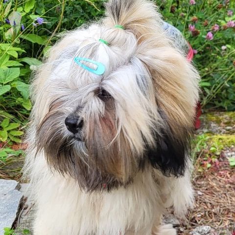 Lhasa apso valper