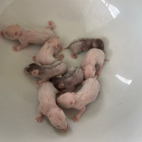 Hamsteriet hamsteroppdrett har fått kull med syrisk hamster unger