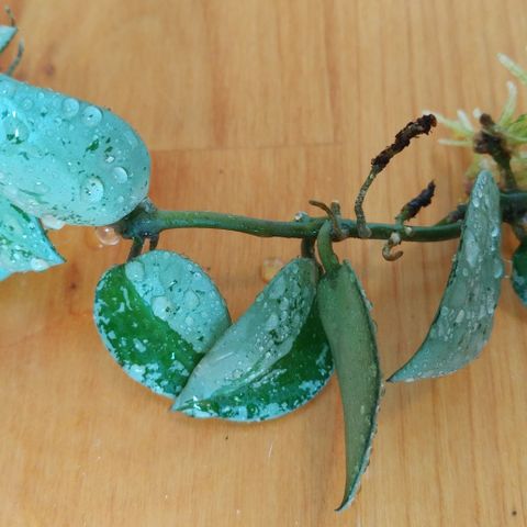 Hoya lacunosa silver - rotet stikling med 7-8 noder og 10 blader.