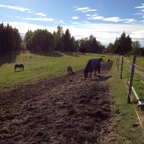 Haflinger ønskes kjøpt❤️