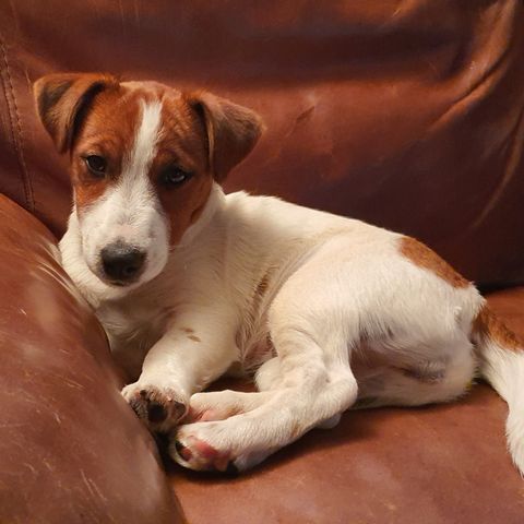 Jack Russell Terrier tispevalp, glatthåret NKK-reg