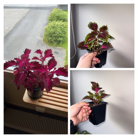 Coleus