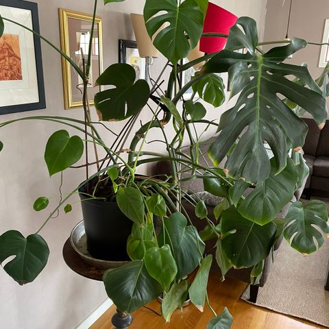 Stor Monstera