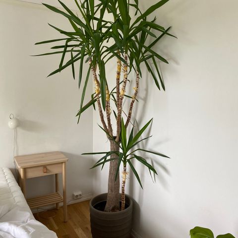 Yucca palme selges 230cm høy