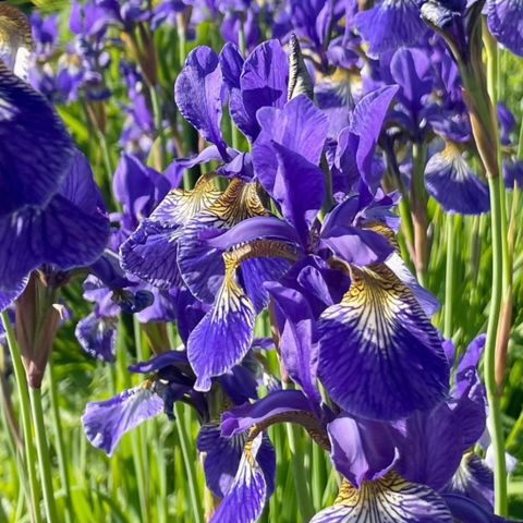 Staude Sibir Iris