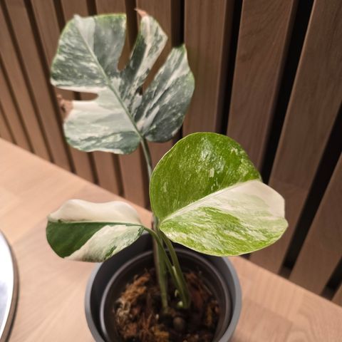 Monstera variegata hel plante