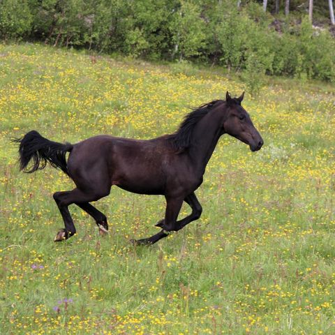 Nydelig Barockpinto årings hingst