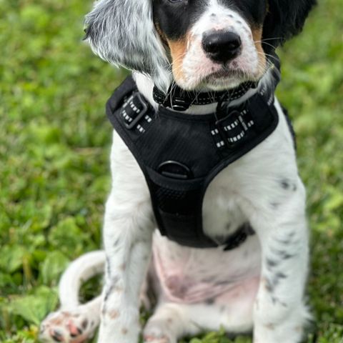 Leveringsklar Engelsk Setter valp fra Kennel Bergaåne.