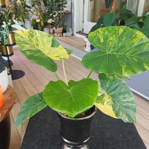 Alocasia Gageana Aurea.