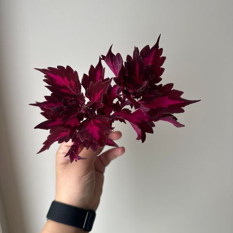 Coleus