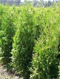 Thuja Brabant 1 m 69 kr