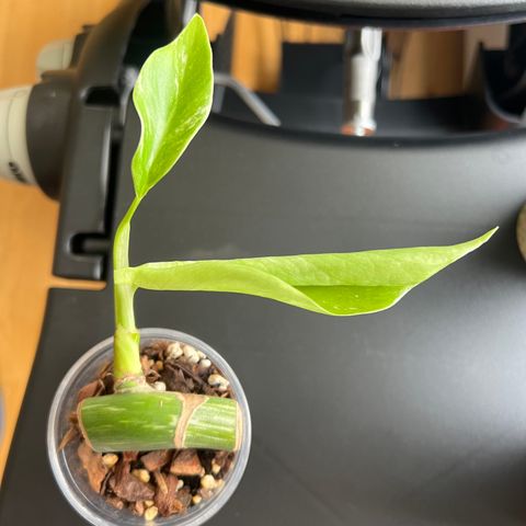 Liten Monstera Variegata plante