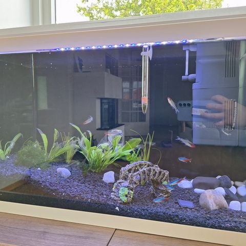 akvarium med småfisk 72l