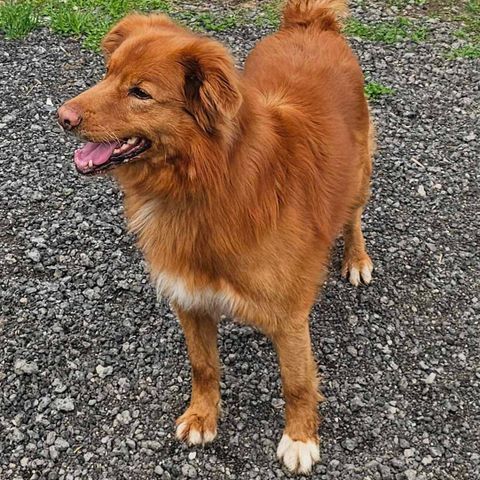 Nova Scotia duck tolling retriver / Border collie