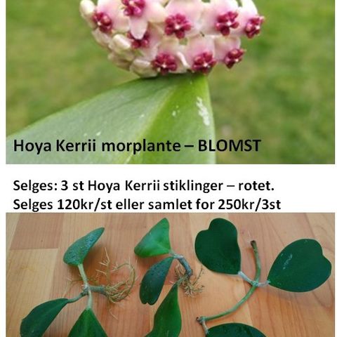 3 st Hoya Kerrii stiklinger - rotet