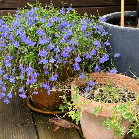 Keramikkrukker - planter oppi følger med