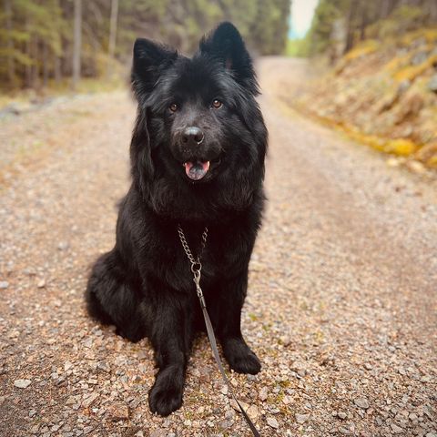 Eurasier hannhund vurderes omplassert