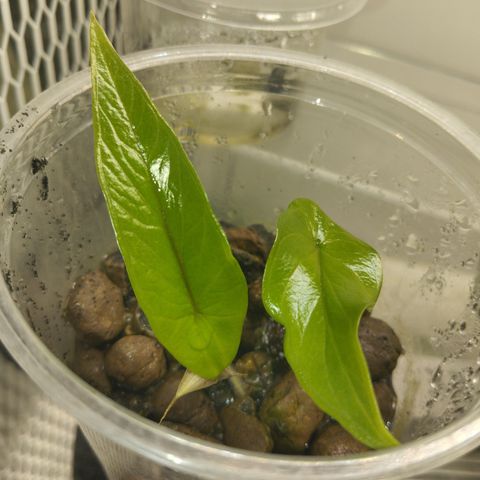 Alocasia Scalprum småplanter (RESERVERT)