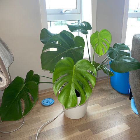 Monstera