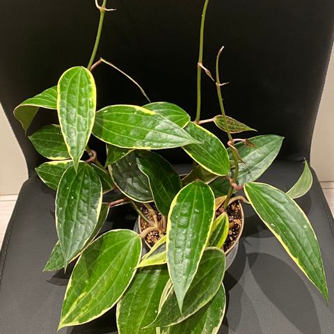 Hoya macrophylla albomarginata