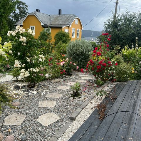 Roser, stauder, blomster, diverse andre busker og hagepynt