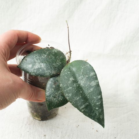 Hoya caudata Sumatra